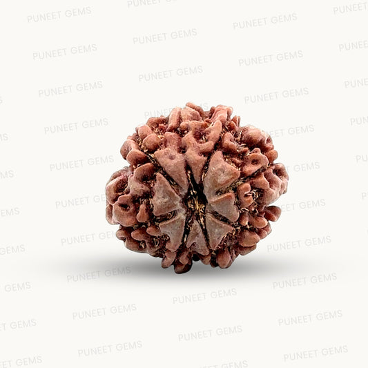 Natural 8 Mukhi Rudraksha – Symbol of Success & Wisdom