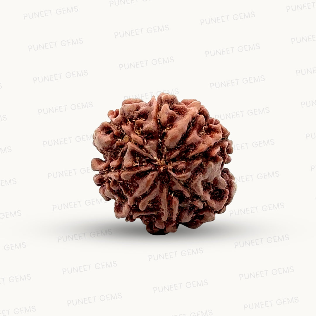 Natural 8 Mukhi Rudraksha – Symbol of Success & Wisdom