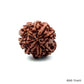 Natural 8 Mukhi Rudraksha – Symbol of Success & Wisdom