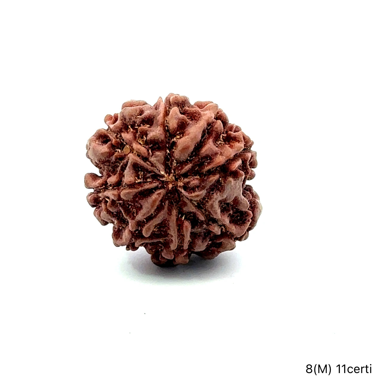 Natural 8 Mukhi Rudraksha – Symbol of Success & Wisdom