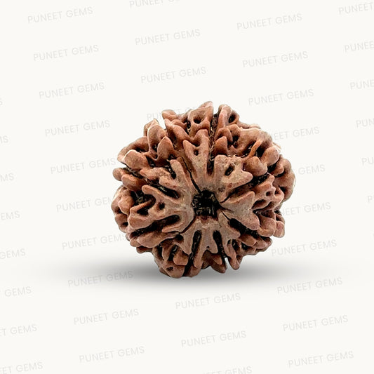Natural 8 Mukhi Rudraksha – Symbol of Success & Wisdom