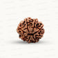 Natural 8 Mukhi Rudraksha – Symbol of Success & Wisdom