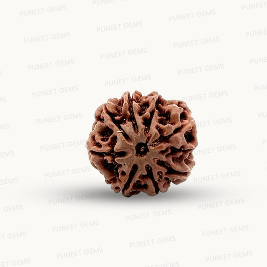 Natural 8 Mukhi Rudraksha – Symbol of Success & Wisdom