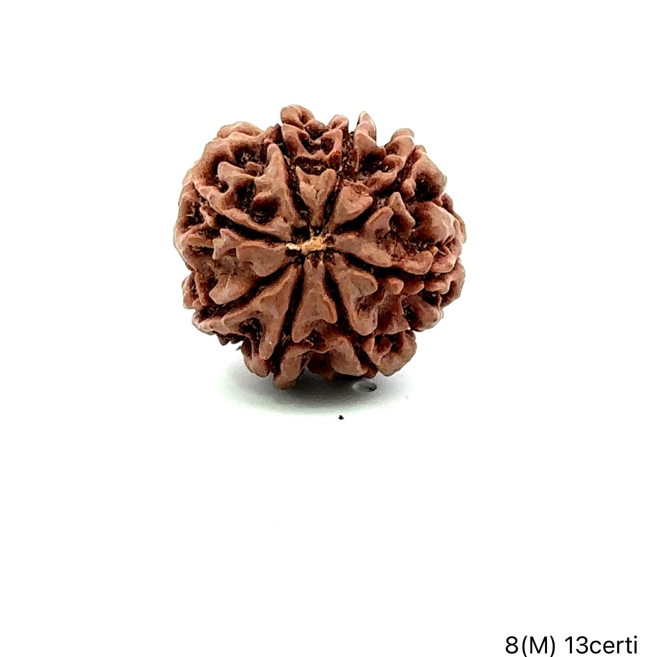 Natural 8 Mukhi Rudraksha – Symbol of Success & Wisdom