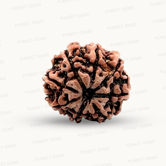 Natural 8 Mukhi Rudraksha – Symbol of Success & Wisdom