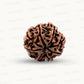 Natural 8 Mukhi Rudraksha – Symbol of Success & Wisdom