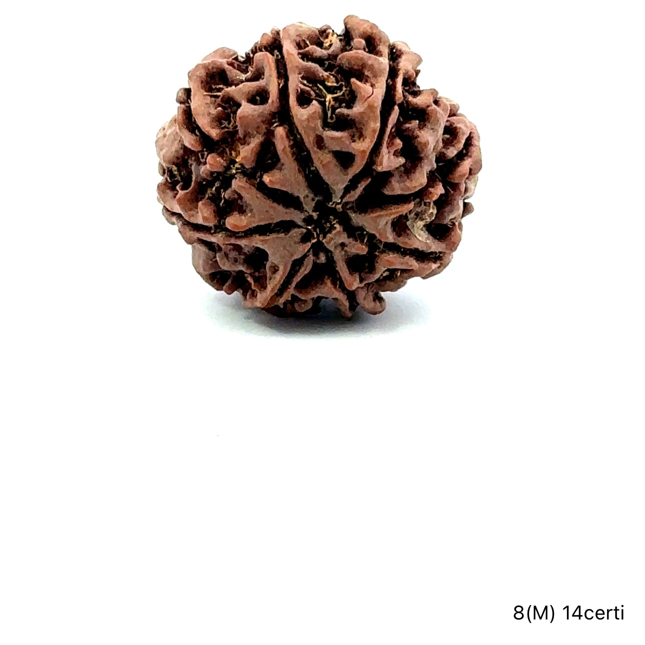 Natural 8 Mukhi Rudraksha – Symbol of Success & Wisdom