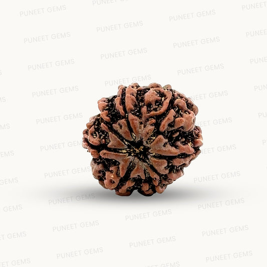Natural 8 Mukhi Rudraksha – Symbol of Success & Wisdom