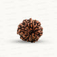 Natural 8 Mukhi Rudraksha – Symbol of Success & Wisdom