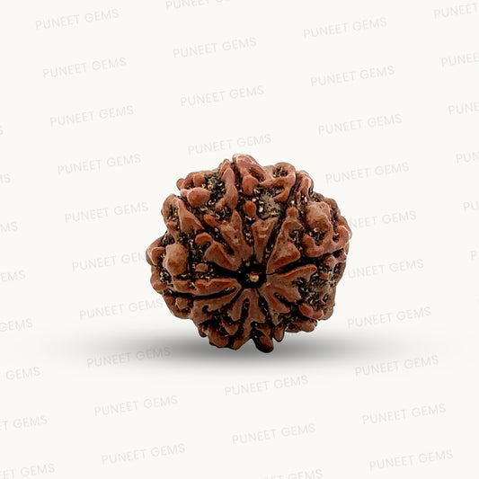 Natural 8 Mukhi Rudraksha – Symbol of Success & Wisdom