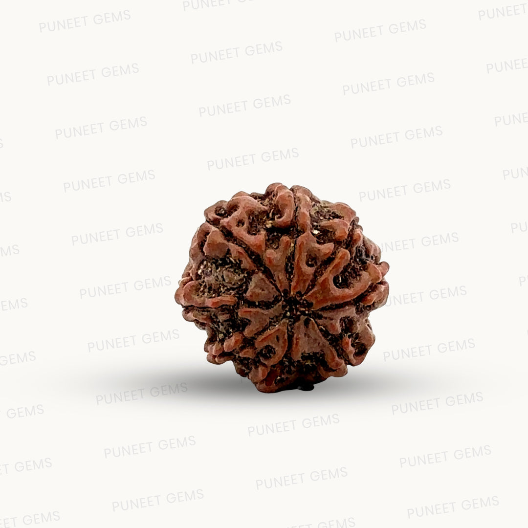 Natural 8 Mukhi Rudraksha – Symbol of Success & Wisdom