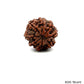 Natural 8 Mukhi Rudraksha – Symbol of Success & Wisdom