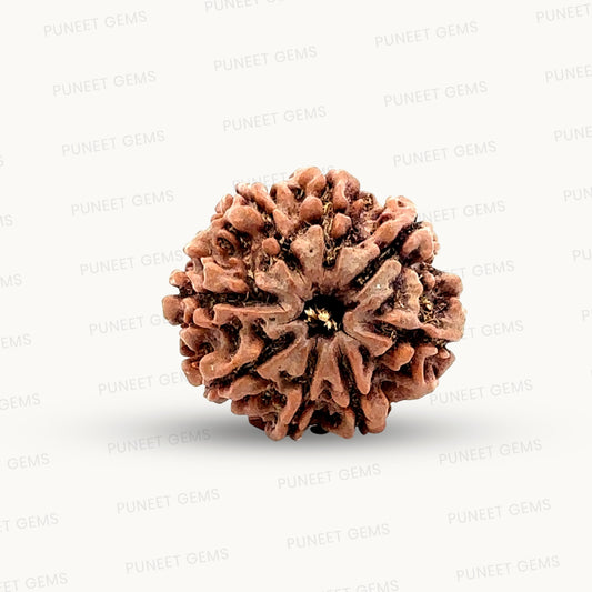 Natural 8 Mukhi Rudraksha – Symbol of Success & Wisdom