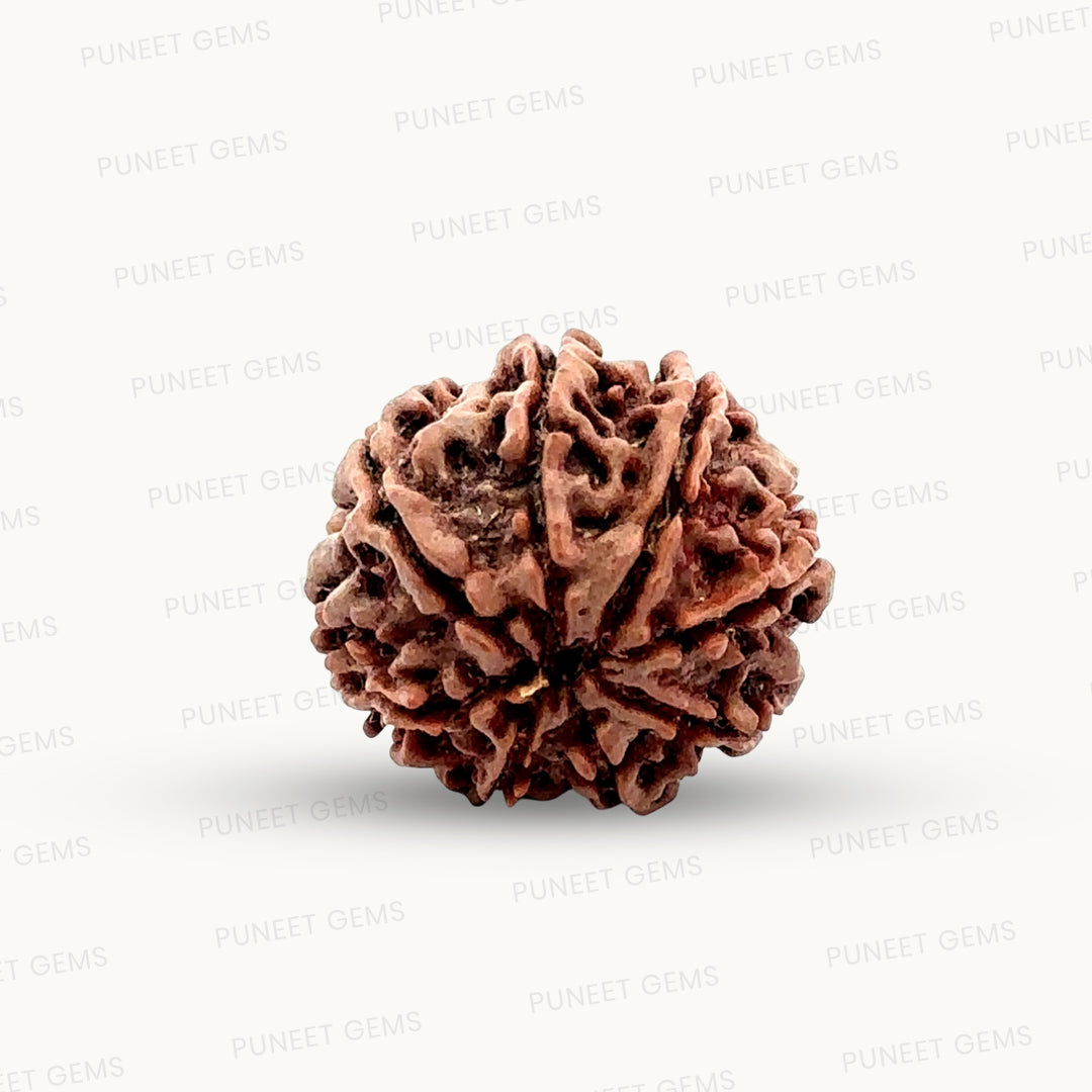 Natural 8 Mukhi Rudraksha – Symbol of Success & Wisdom