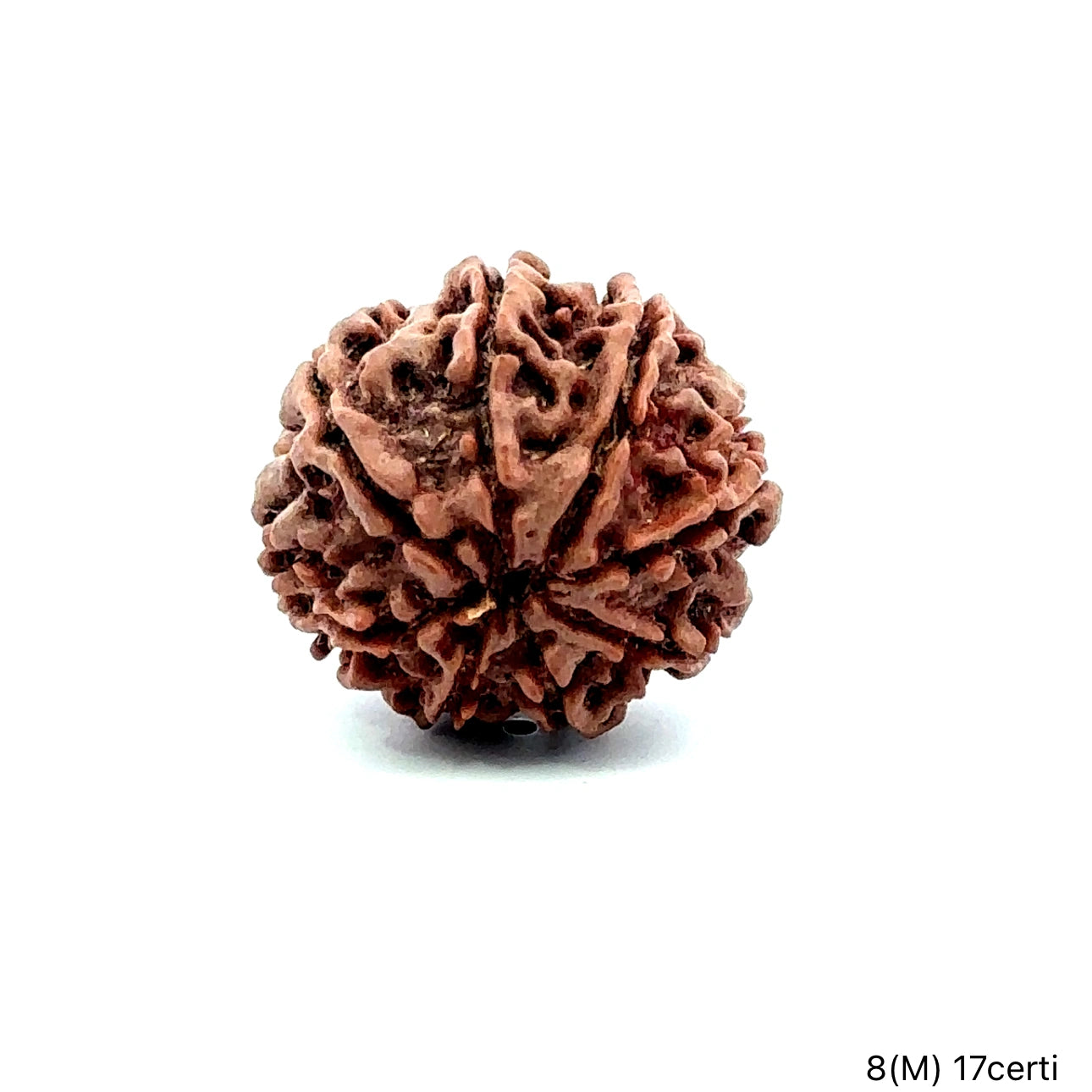 Natural 8 Mukhi Rudraksha – Symbol of Success & Wisdom