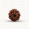 Natural 8 Mukhi Rudraksha – Symbol of Success & Wisdom