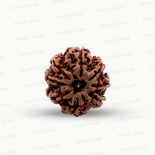 Natural 8 Mukhi Rudraksha – Symbol of Success & Wisdom