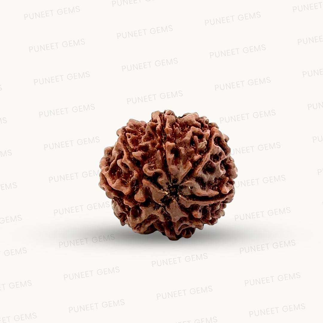 Natural 8 Mukhi Rudraksha – Symbol of Success & Wisdom