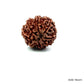 Natural 8 Mukhi Rudraksha – Symbol of Success & Wisdom