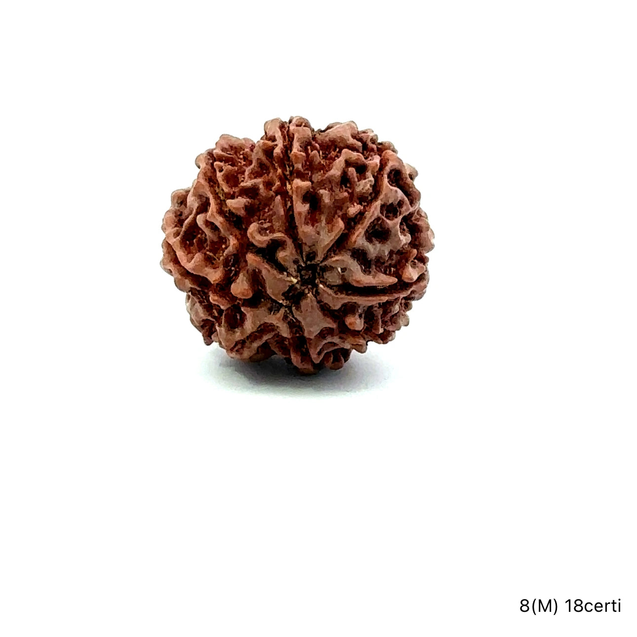 Natural 8 Mukhi Rudraksha – Symbol of Success & Wisdom