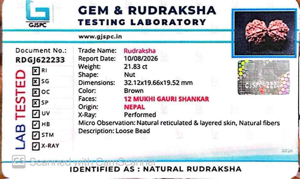 Nepali 12 Mukhi Gauri Shankar Rudraksha