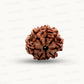 Natural 8 Mukhi Rudraksha – Symbol of Success & Wisdom