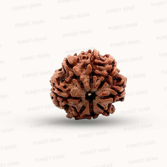 Natural 8 Mukhi Rudraksha – Symbol of Success & Wisdom
