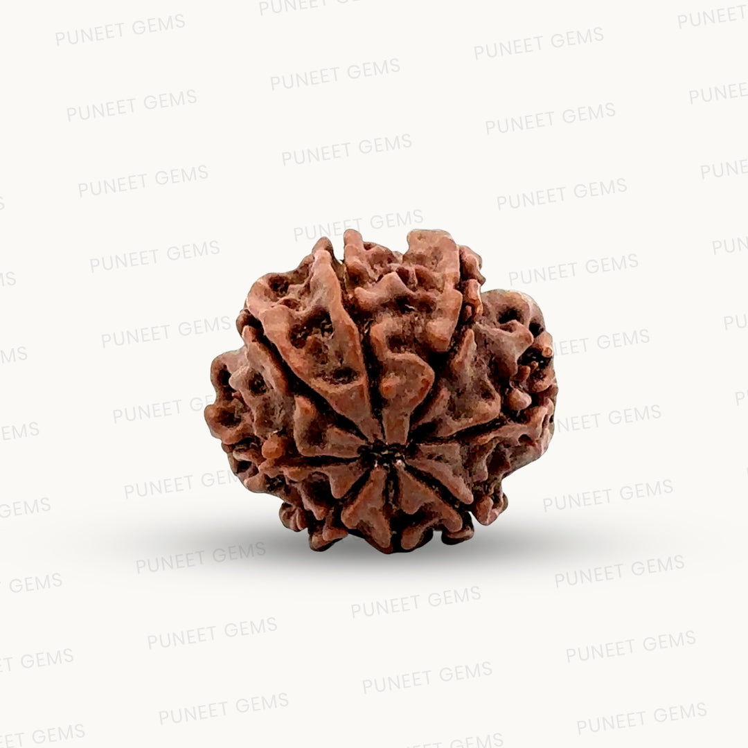 Natural 8 Mukhi Rudraksha – Symbol of Success & Wisdom