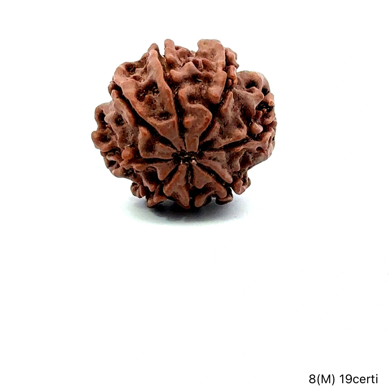 Natural 8 Mukhi Rudraksha – Symbol of Success & Wisdom