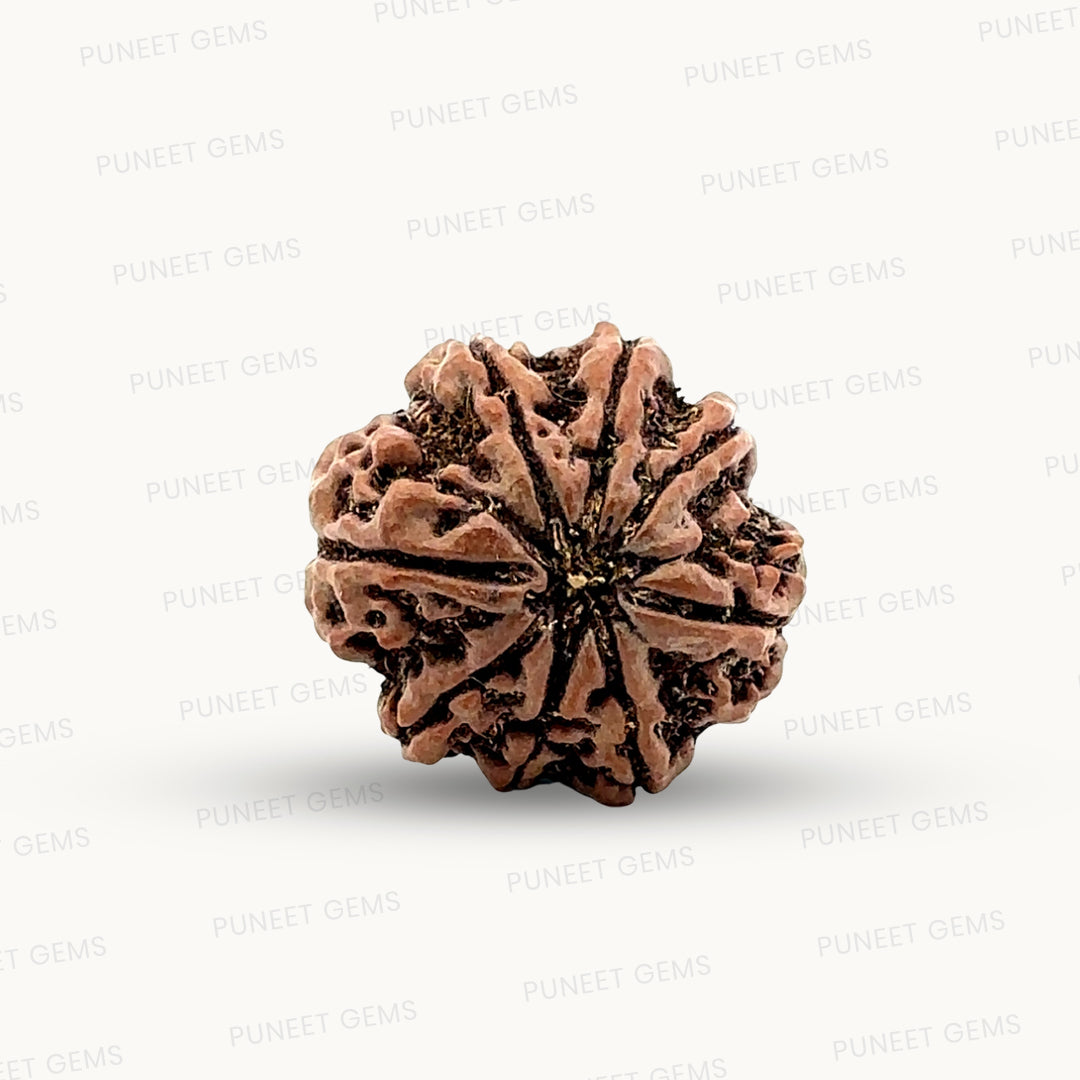 Natural 8 Mukhi Rudraksha – Symbol of Success & Wisdom