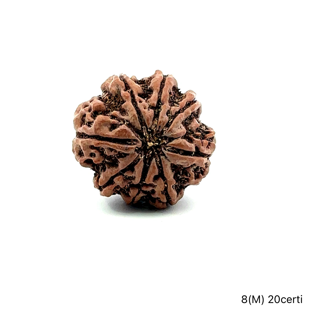 Natural 8 Mukhi Rudraksha – Symbol of Success & Wisdom