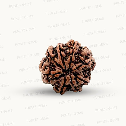 Natural 8 Mukhi Rudraksha – Symbol of Success & Wisdom