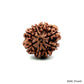 Natural 8 Mukhi Rudraksha – Symbol of Success & Wisdom