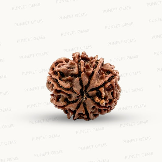 Natural 8 Mukhi Rudraksha – Symbol of Success & Wisdom