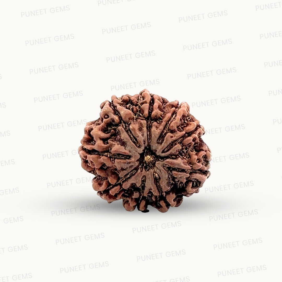 Natural 9 Mukhi Rudraksha – The Bead of Power, Courage & Divine Energy