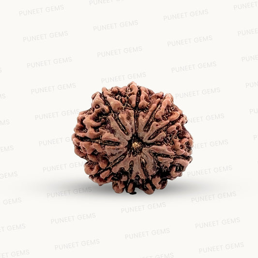 Natural 9 Mukhi Rudraksha – The Bead of Power, Courage & Divine Energy