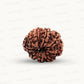 Natural 9 Mukhi Rudraksha – The Bead of Power, Courage & Divine Energy