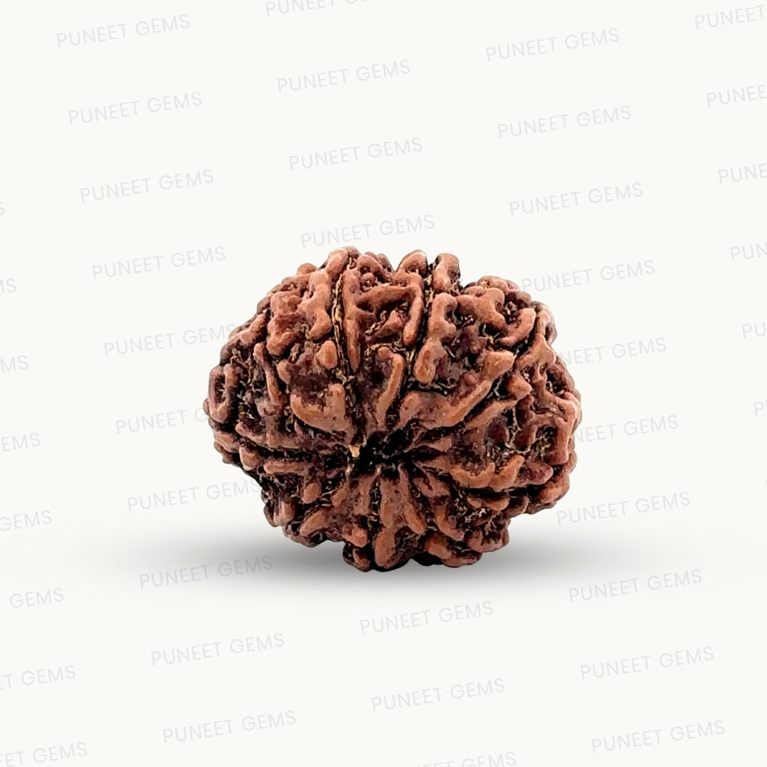 Natural 9 Mukhi Rudraksha – The Bead of Power, Courage & Divine Energy