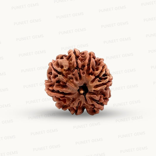 Natural 9 Mukhi Rudraksha – The Bead of Power, Courage & Divine Energy