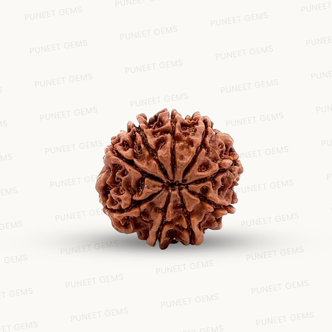 Natural 9 Mukhi Rudraksha – The Bead of Power, Courage & Divine Energy