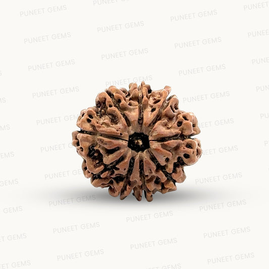 Natural 9 Mukhi Rudraksha – The Bead of Power, Courage & Divine Energy