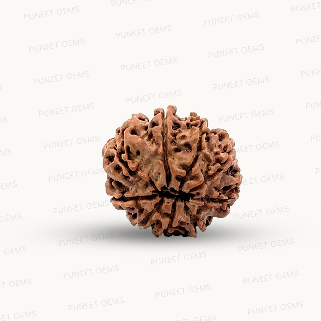 Natural 9 Mukhi Rudraksha – The Bead of Power, Courage & Divine Energy