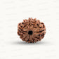 Natural 9 Mukhi Rudraksha – The Bead of Power, Courage & Divine Energy