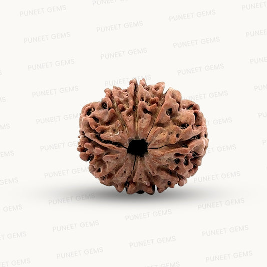 Natural 9 Mukhi Rudraksha – The Bead of Power, Courage & Divine Energy
