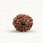 Natural 9 Mukhi Rudraksha – The Bead of Power, Courage & Divine Energy
