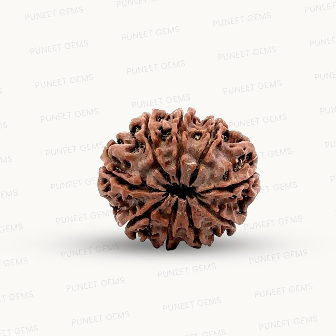 Natural 9 Mukhi Rudraksha – The Bead of Power, Courage & Divine Energy