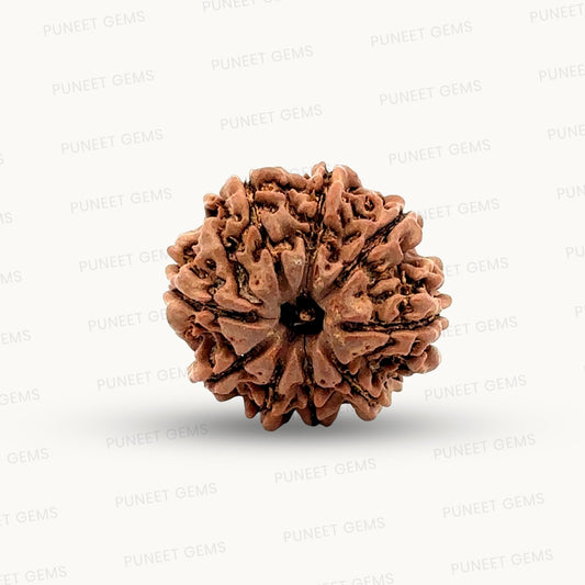 Natural 9 Mukhi Rudraksha – The Bead of Power, Courage & Divine Energy