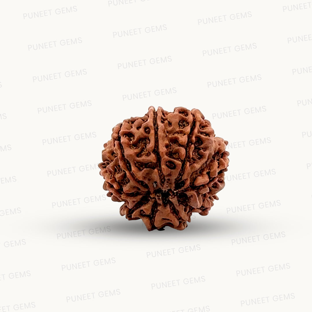 Natural 9 Mukhi Rudraksha – The Bead of Power, Courage & Divine Energy