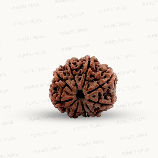 Natural 9 Mukhi Rudraksha – The Bead of Power, Courage & Divine Energy