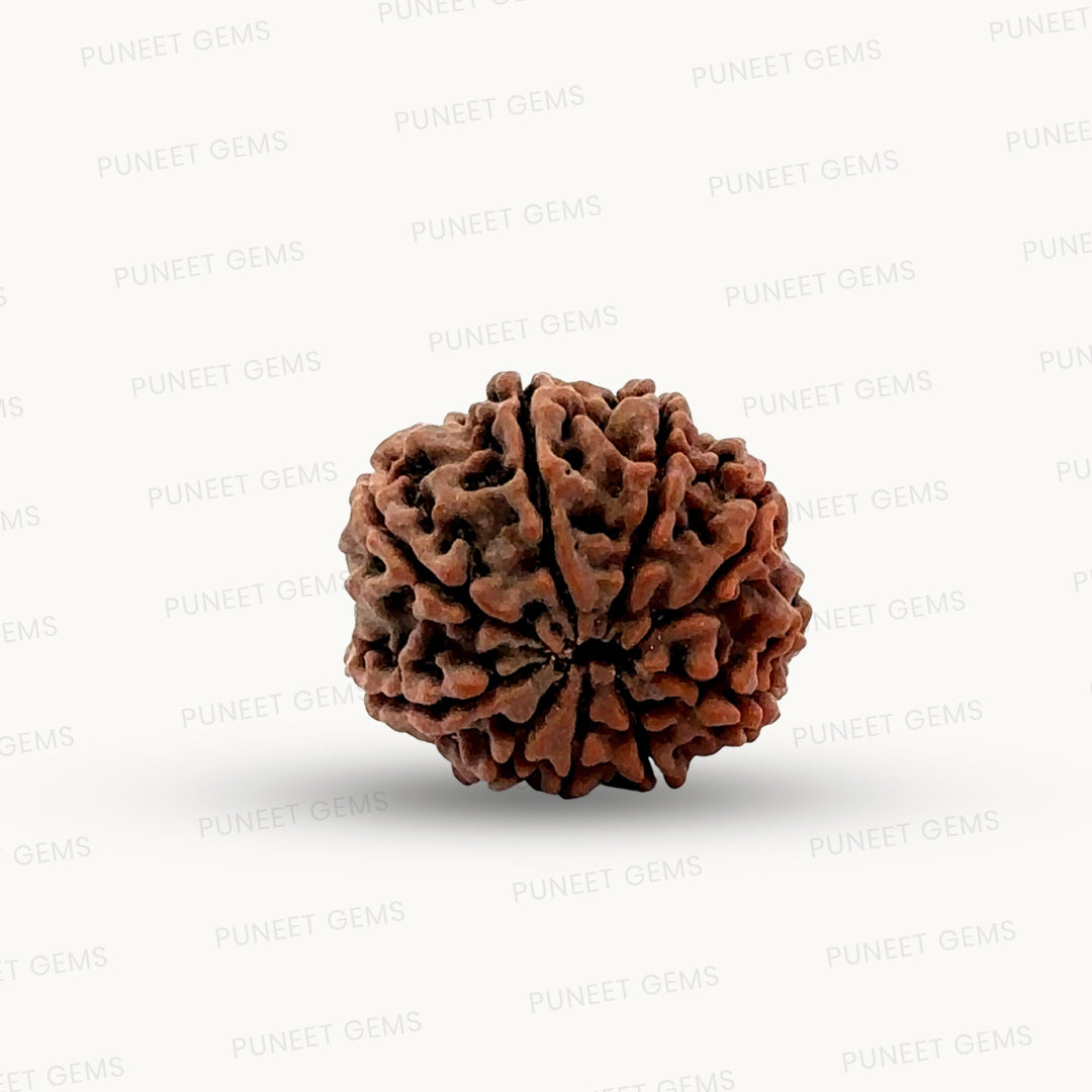 Natural 9 Mukhi Rudraksha – The Bead of Power, Courage & Divine Energy